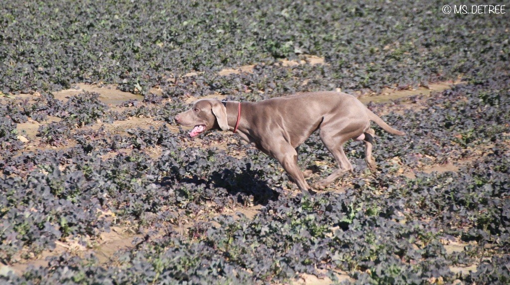 TR. CH. Magnum opus delle stoppie Des Limons Aux Epis Ambrés