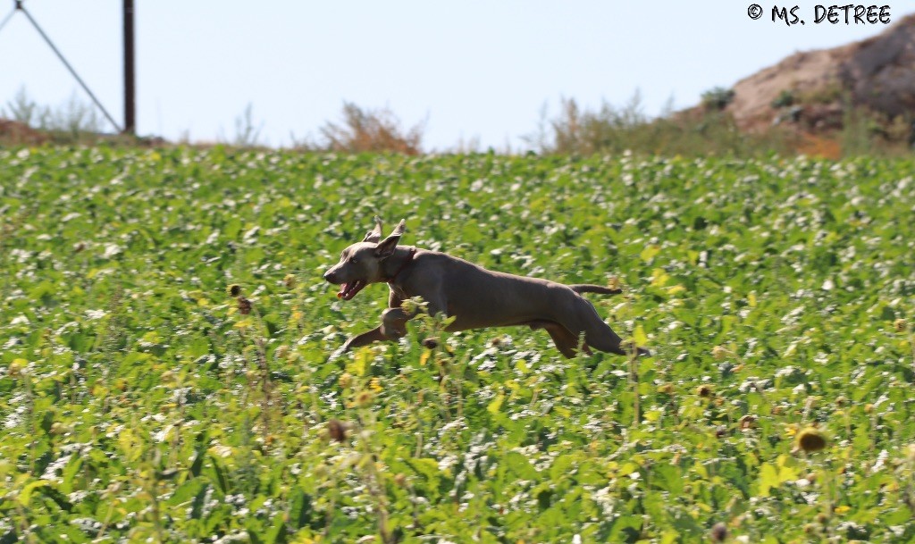 TR. CH. Magnum opus delle stoppie Des Limons Aux Epis Ambrés