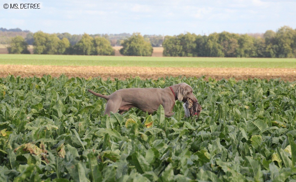 TR. CH. Magnum opus delle stoppie Des Limons Aux Epis Ambrés