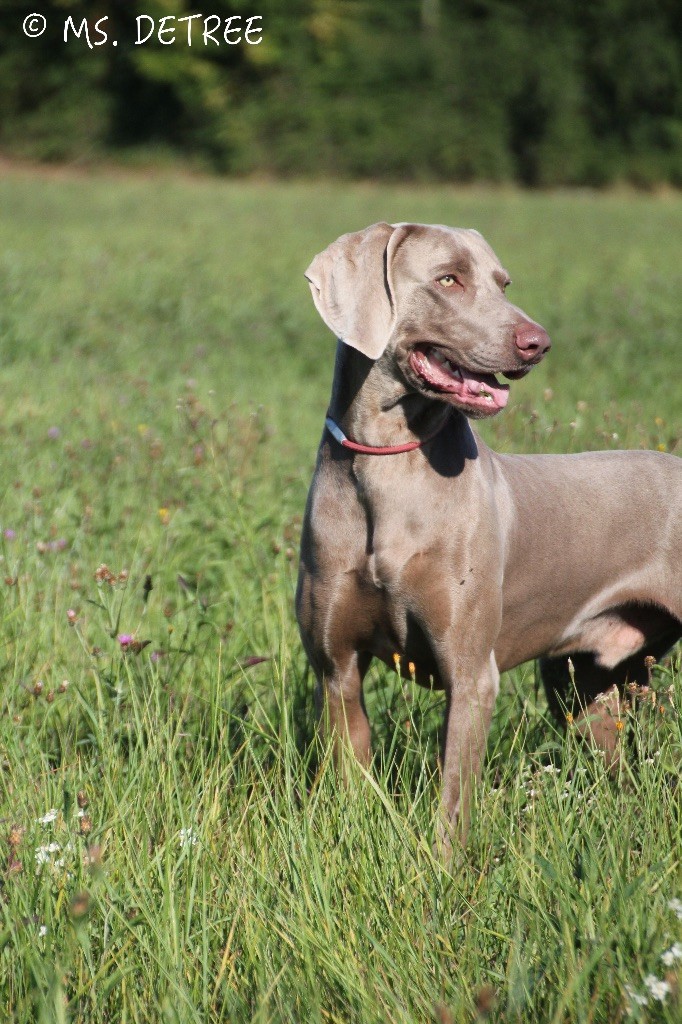 TR. CH. Magnum opus delle stoppie Des Limons Aux Epis Ambrés
