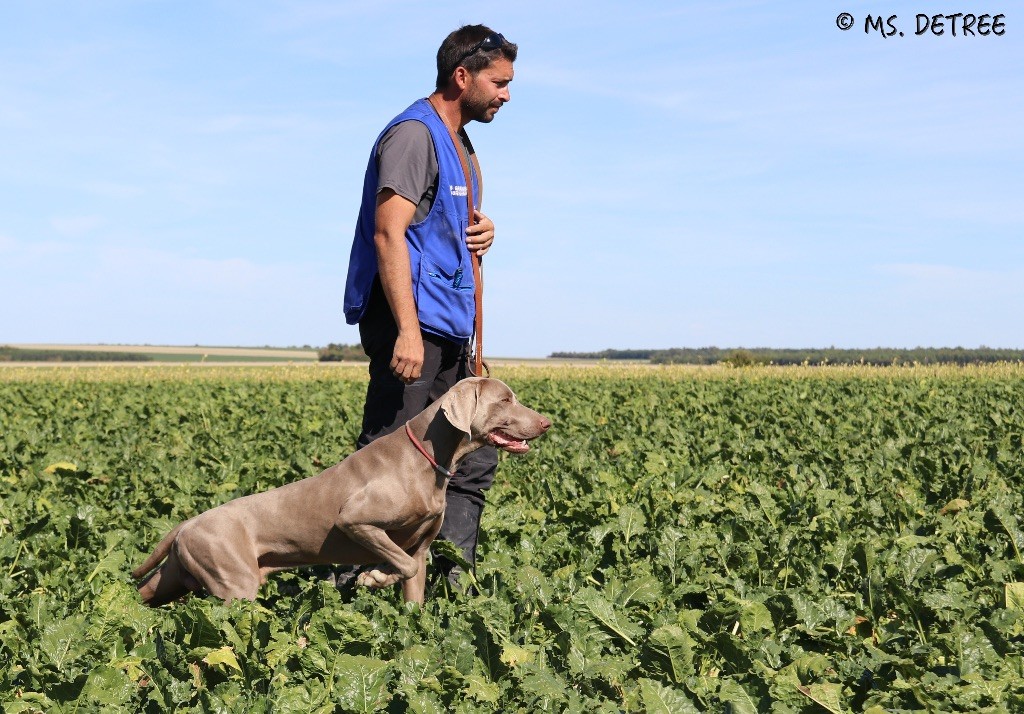 TR. CH. Magnum opus delle stoppie Des Limons Aux Epis Ambrés