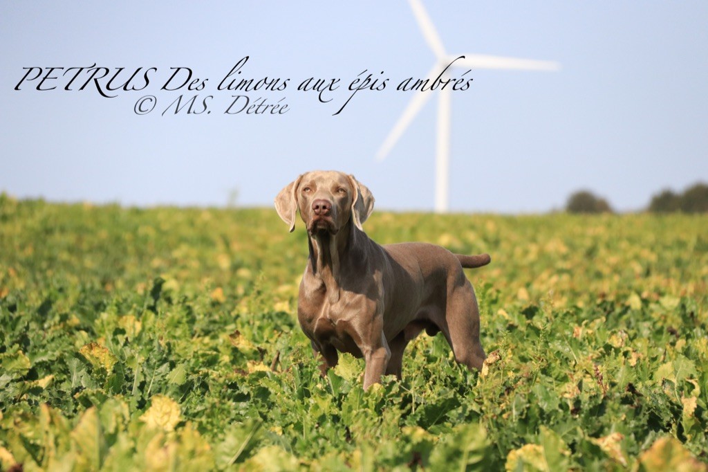 TR. Petrus Des Limons Aux Epis Ambrés - 2° EXCELLENT