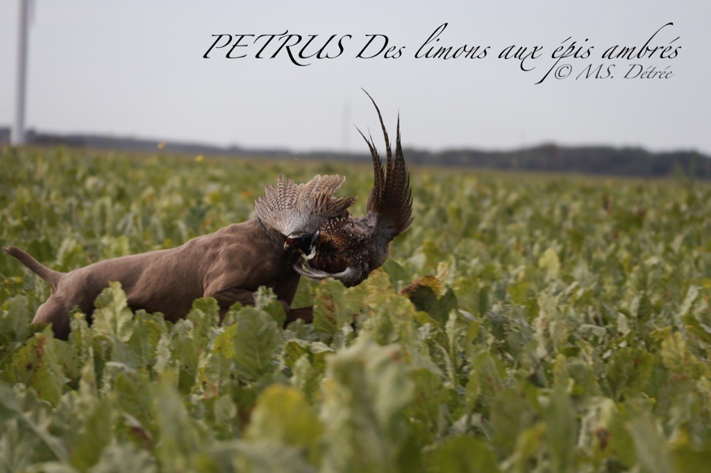 TR. Petrus Des Limons Aux Epis Ambrés - 2° EXCELLENT