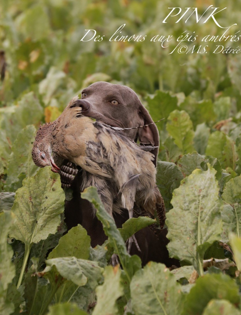 TR. CH. Pink Des Limons Aux Epis Ambrés - 1ER EXCELLENT
