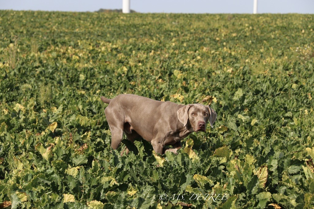 TR. Petrus Des Limons Aux Epis Ambrés - 3°EXCELLENT