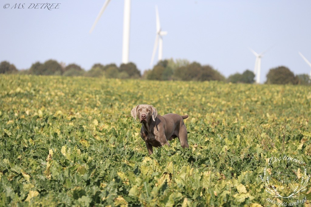 TR. Petrus Des Limons Aux Epis Ambrés - 4° TRES BON
