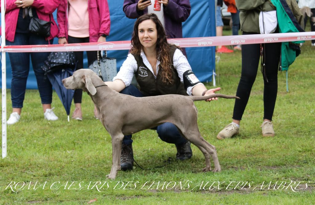 Roma caesaris Des Limons Aux Epis Ambrés - EXCELLENT /14
