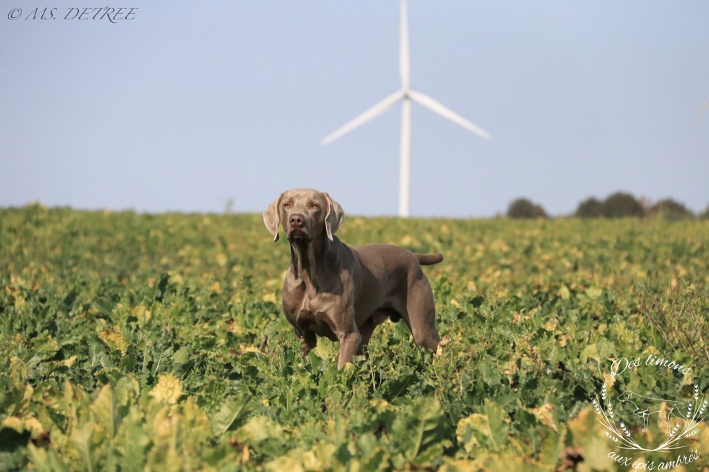 TR. Petrus Des Limons Aux Epis Ambrés - 4° TRES BON