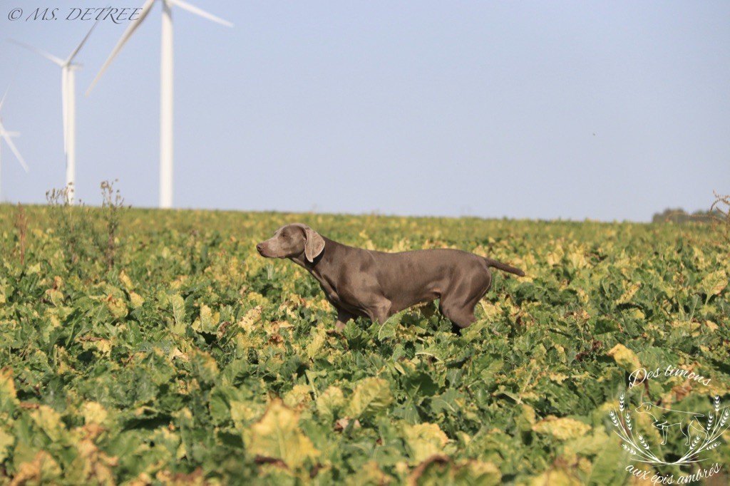 TR. CH. Pink Des Limons Aux Epis Ambrés - 4ème EXCELLENT