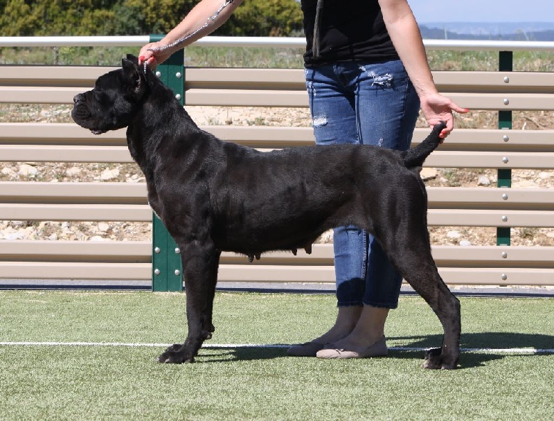 Publication : Des Deesses Du Temple Auteur : DES DEESSES DU TEMPLE