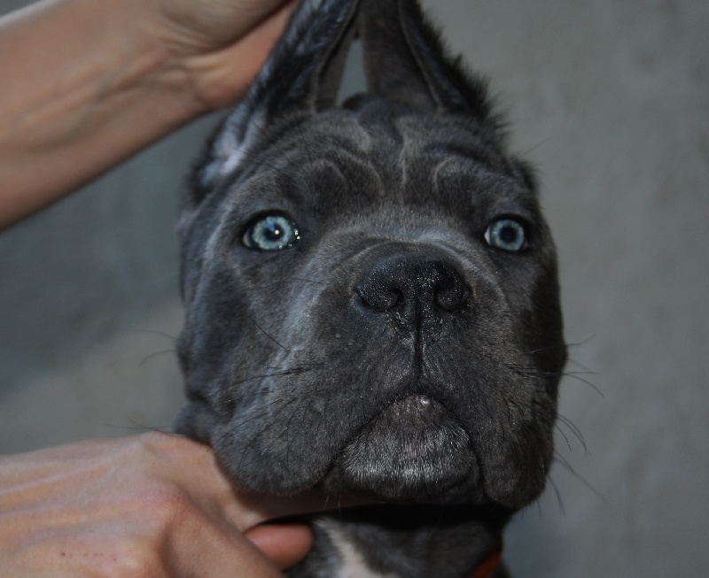 Iris blue Des Deesses Du Temple