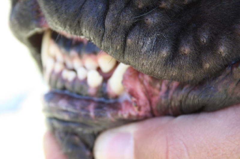 Publication : Des Deesses Du Temple Auteur : DES DEESSES DU TEMPLE