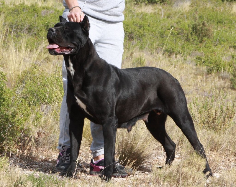 Publication : Des Deesses Du Temple Auteur : DES DEESSES DU TEMPLE