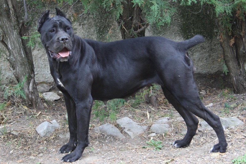 Publication : Des Deesses Du Temple Auteur : DES DEESSES DU TEMPLE