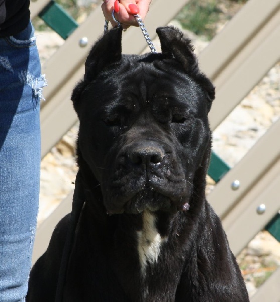 Publication : Des Deesses Du Temple Auteur : DES DEESSES DU TEMPLE