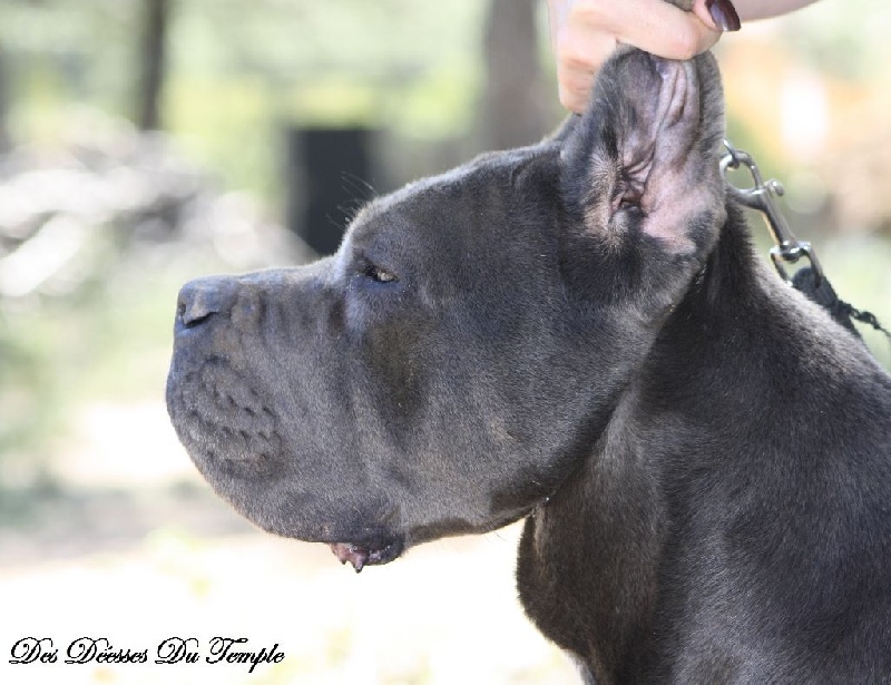 Iris blue Des Deesses Du Temple