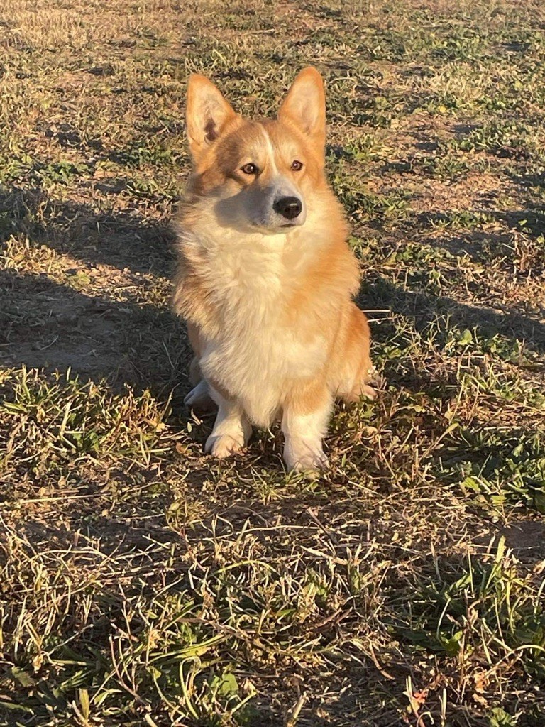 Publication : Des Deesses Du Temple Auteur : DES DEESSES DU TEMPLE
