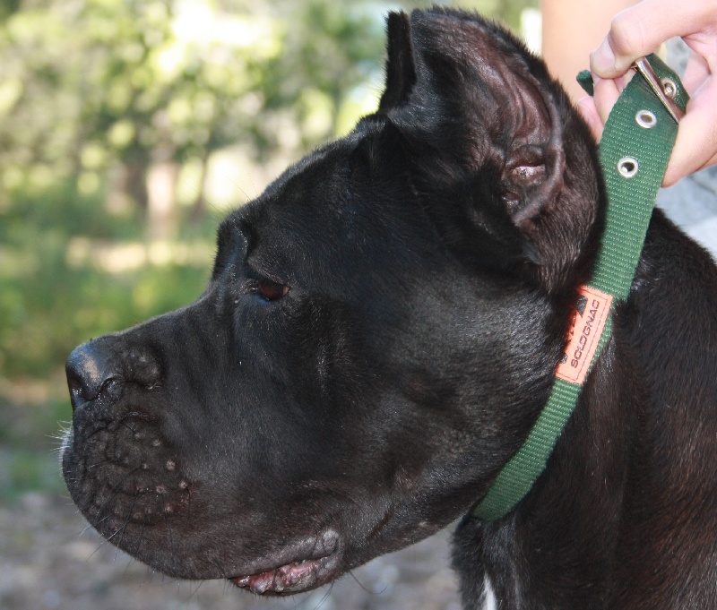 Publication : Des Deesses Du Temple Auteur : DES DEESSES DU TEMPLE