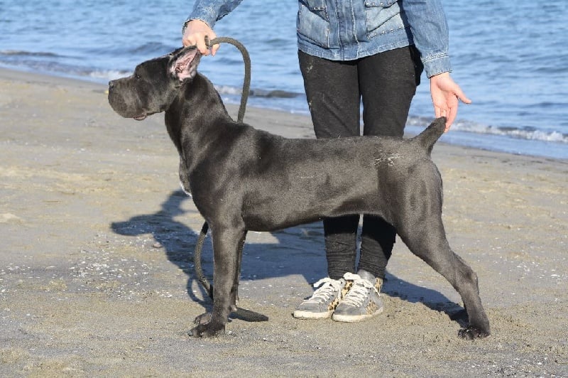 Iris blue Des Deesses Du Temple