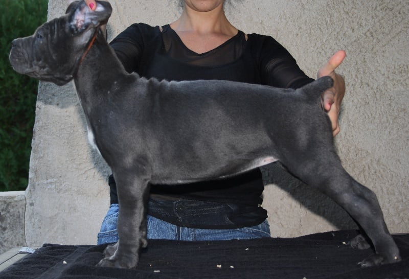 Iris blue Des Deesses Du Temple