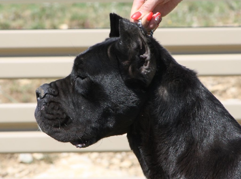 Publication : Des Deesses Du Temple Auteur : DES DEESSES DU TEMPLE