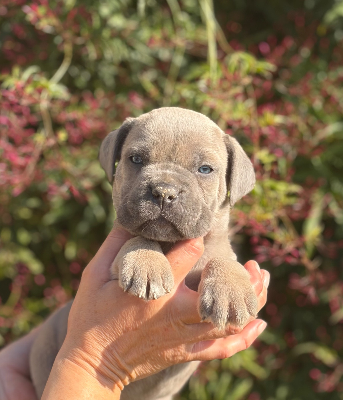 Male froment - Cane Corso