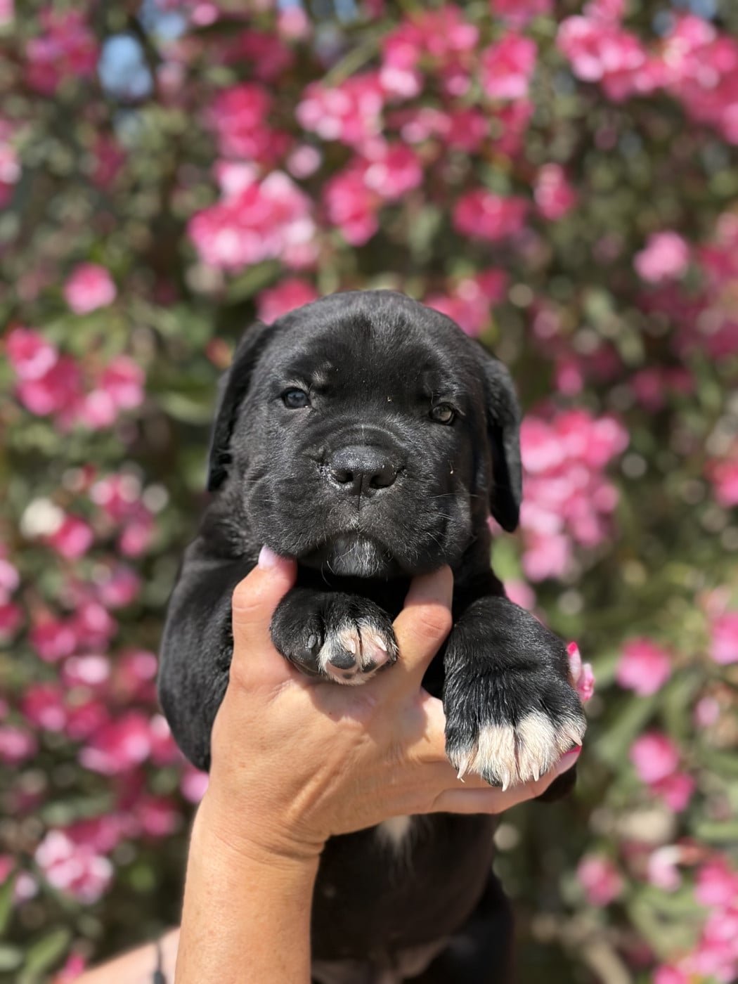 Chiot N°1 - Cane Corso