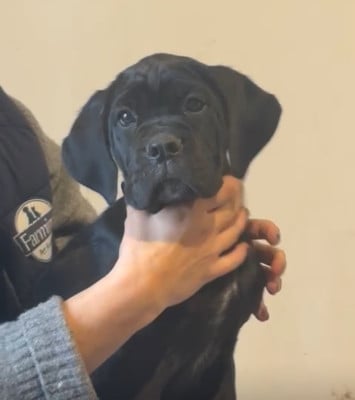 CHIOT 2 - Cane Corso