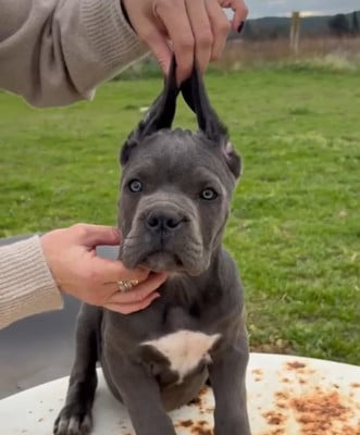 Les chiots de Cane Corso