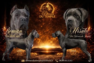 Les chiots de Cane Corso