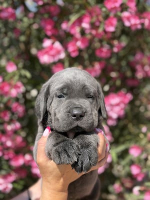 Les chiots de Cane Corso