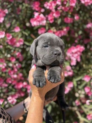 Les chiots de Cane Corso