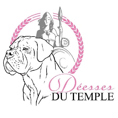 Cane Corso - Des Deesses Du Temple