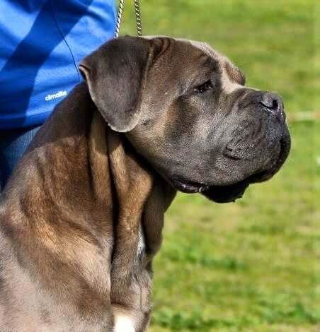 CH. Jules cesar Des Deesses Du Temple - 3ème EXC CLASSE CHAMPION