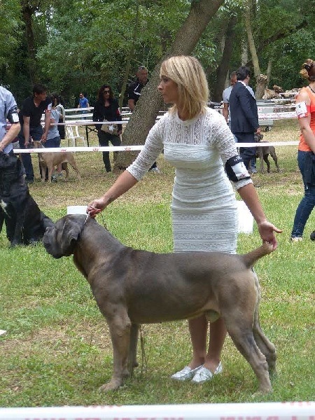 CH. Jules cesar Des Deesses Du Temple - 3ème EXC