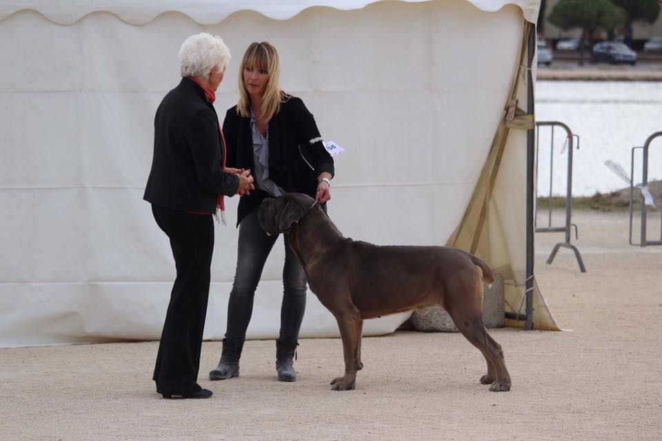 CH. Jules cesar Des Deesses Du Temple - 1er EXC CACIB BOB CLASSE CHAMPION