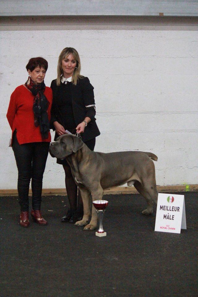 CH. Jules cesar Des Deesses Du Temple - 1 ER EXC CLASSE CH MEILLEUR MALE