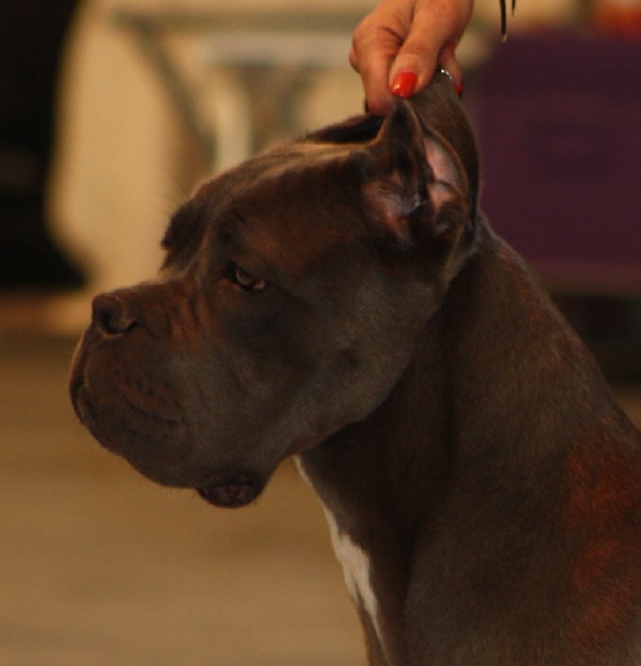 Joy Des Deesses Du Temple - TRES PROMETTEUR CLASSE PUPPY