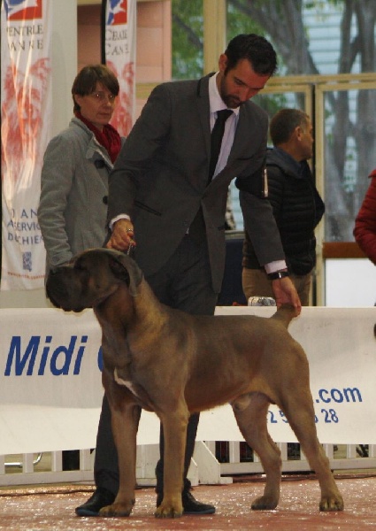 CH. Jules cesar Des Deesses Du Temple - CACS CACIB BOB 2ème BOG