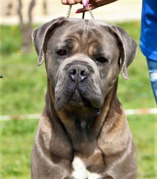 CH. Jules cesar Des Deesses Du Temple - 1ER EXC CLASSE CHAMPION