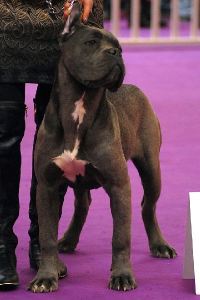 Joy Des Deesses Du Temple - 2ème TRES PROMETTEUR CLASSE PUPPY