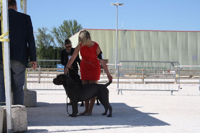 Hera du temple de jade - 1ERE EXCELLENT CACS