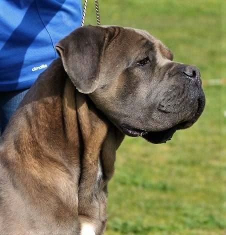 CH. Jules cesar Des Deesses Du Temple - 1ER EXC CACS CACIB BOS