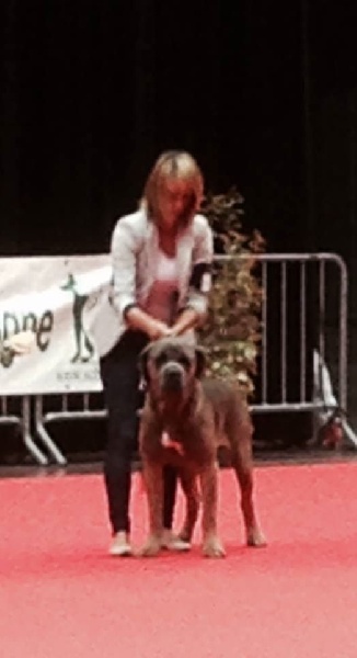 CH. Jules cesar Des Deesses Du Temple - 1EXC CLASSE JEUNE MEILLEUR JEUNE MEILLEUR DE RACE