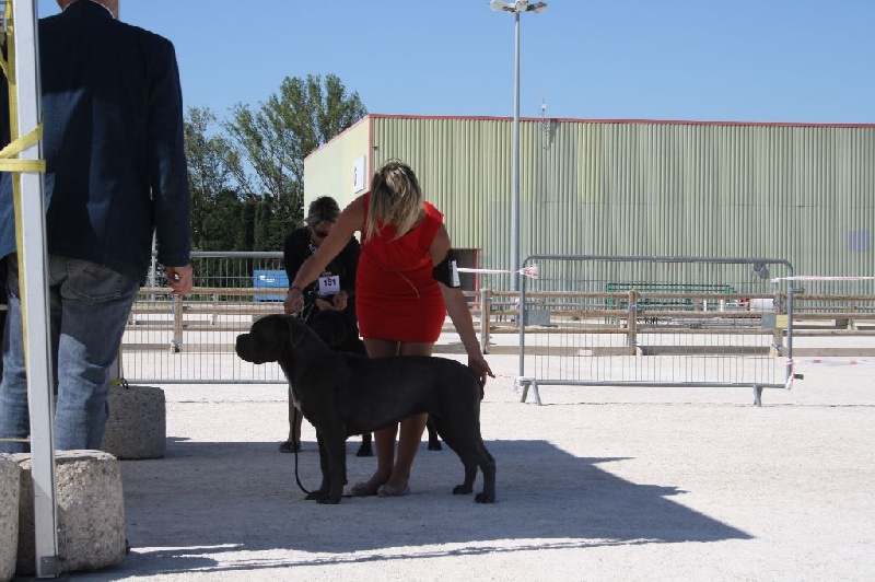 Hera du temple de jade - 1ER EXC CLASSE INTER CAC MEILLEURE FEMELLE