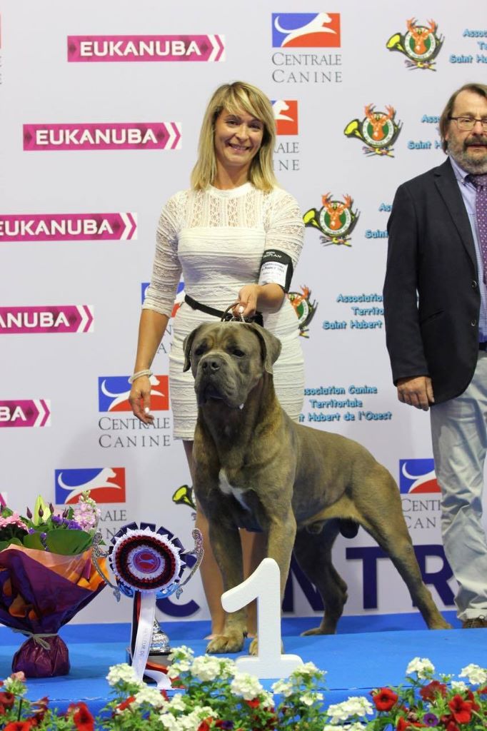 CH. Jules cesar Des Deesses Du Temple - CACS CACIB BOS 1ER BOG