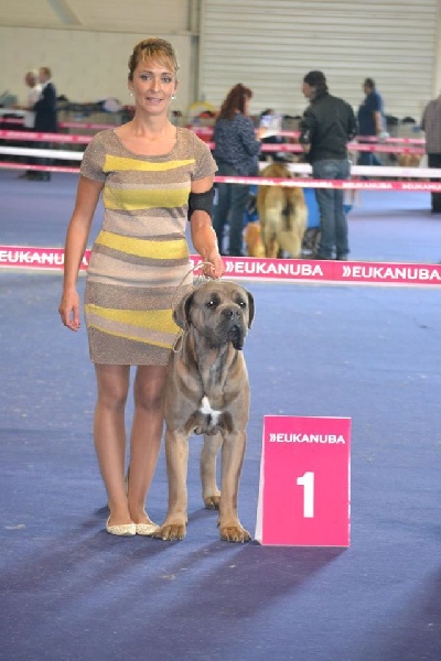 CH. Jules cesar Des Deesses Du Temple - CACIB CACS BOB