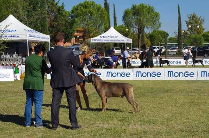 CH. Jules cesar Des Deesses Du Temple - 3ème EXC CLASSE CHAMPION