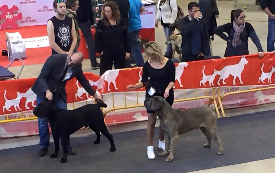 CH. Jules cesar Des Deesses Du Temple - 1ER EXC CACS RCACIB