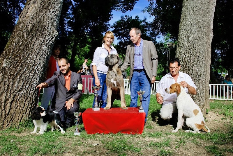 CH. Jules cesar Des Deesses Du Temple - 1ER EXC CLASSE JEUNE, MEILLEUR JEUNE, BOB, BOG, BIS